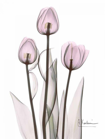Early Tulips in Lavender Black Ornate Wood Framed Art Print with Double Matting by Koetsier, Albert