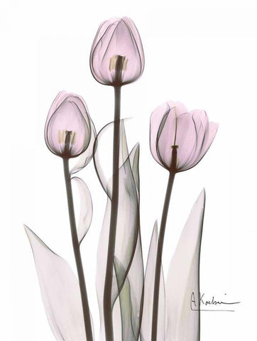 Early Tulips in Lavender White Modern Wood Framed Art Print with Double Matting by Koetsier, Albert