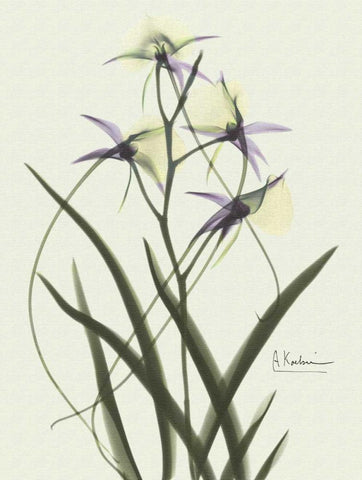Orchids a Plenty in Purple on Beige White Modern Wood Framed Art Print with Double Matting by Koetsier, Albert