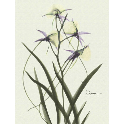 Orchids a Plenty in Purple on Beige Black Modern Wood Framed Art Print with Double Matting by Koetsier, Albert