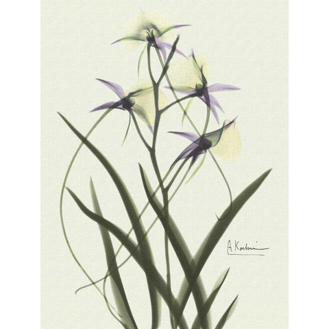 Orchids a Plenty in Purple on Beige White Modern Wood Framed Art Print by Koetsier, Albert