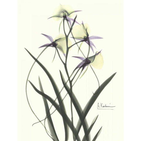 Orchids a Plenty in Purple and Yellow White Modern Wood Framed Art Print by Koetsier, Albert