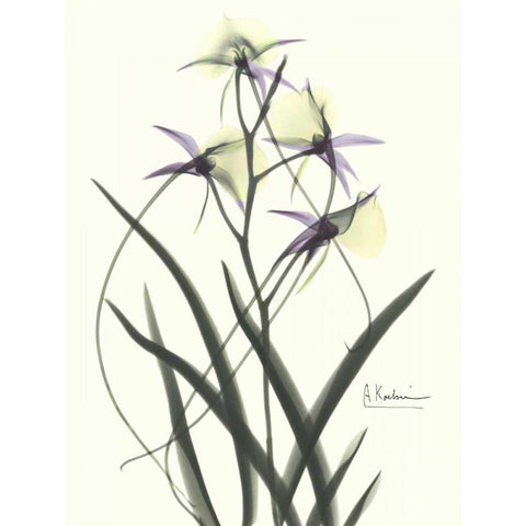 Orchids a Plenty in Purple and Yellow Black Modern Wood Framed Art Print with Double Matting by Koetsier, Albert