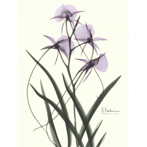 Orchids a Plenty in Purple Black Modern Wood Framed Art Print with Double Matting by Koetsier, Albert