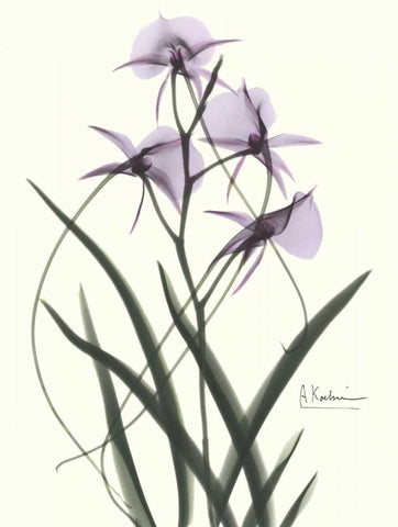 Orchids a Plenty in Purple Black Ornate Wood Framed Art Print with Double Matting by Koetsier, Albert