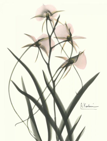 Orchids a Plenty in Pink White Modern Wood Framed Art Print with Double Matting by Koetsier, Albert