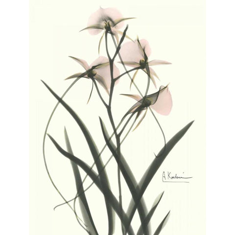 Orchids a Plenty in Pink Black Modern Wood Framed Art Print with Double Matting by Koetsier, Albert