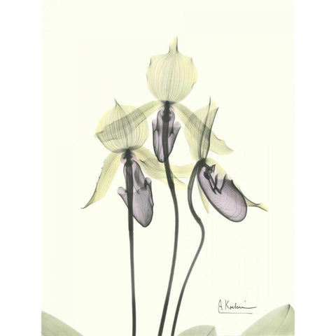 Lovely Orchids Black Modern Wood Framed Art Print with Double Matting by Koetsier, Albert