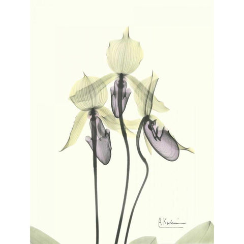 Lovely Orchids White Modern Wood Framed Art Print by Koetsier, Albert