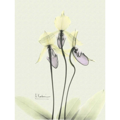 Lovely Orchids 3 White Modern Wood Framed Art Print by Koetsier, Albert