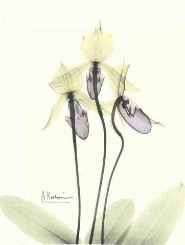 Lovely Orchids 2 White Modern Wood Framed Art Print with Double Matting by Koetsier, Albert