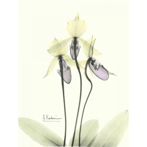 Lovely Orchids 2 Black Modern Wood Framed Art Print with Double Matting by Koetsier, Albert