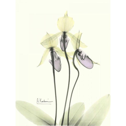 Lovely Orchids 2 Black Modern Wood Framed Art Print by Koetsier, Albert