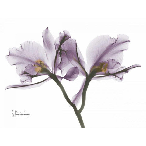 Beautiful Orchid in Purple 2 Black Modern Wood Framed Art Print with Double Matting by Koetsier, Albert