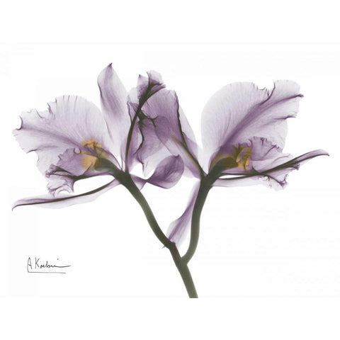 Beautiful Orchid in Purple 2 White Modern Wood Framed Art Print by Koetsier, Albert