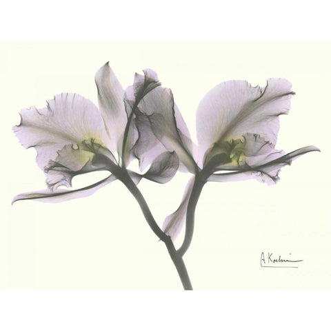 Beautiful Orchid in Purple White Modern Wood Framed Art Print by Koetsier, Albert