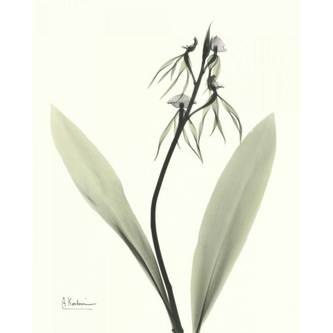 Single Orchid White Modern Wood Framed Art Print by Koetsier, Albert