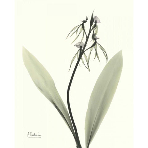 Single Orchid Black Modern Wood Framed Art Print by Koetsier, Albert