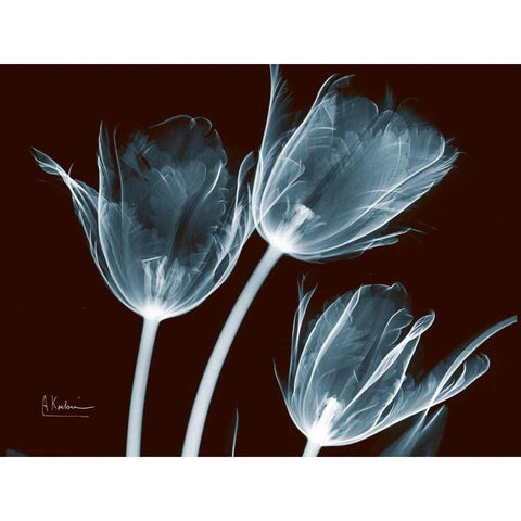 Tulips Blue on Red White Modern Wood Framed Art Print by Koetsier, Albert