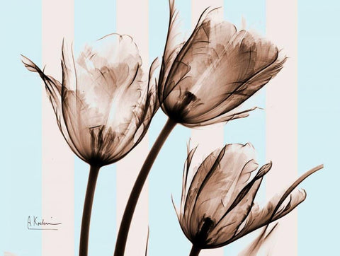 Tulips Brown on Blue White Modern Wood Framed Art Print with Double Matting by Koetsier, Albert