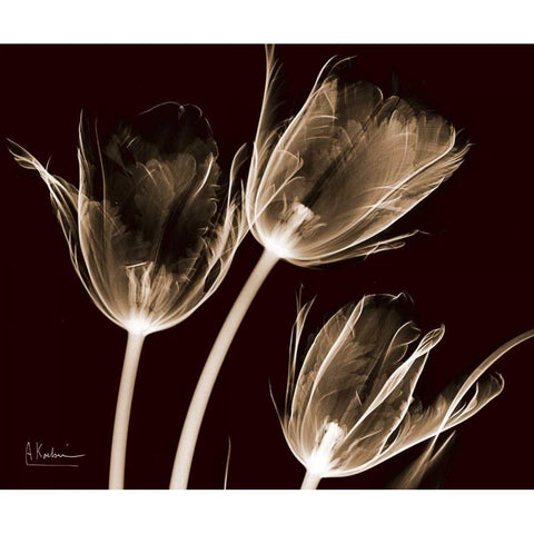 Tulips Brown on Red Gold Ornate Wood Framed Art Print with Double Matting by Koetsier, Albert