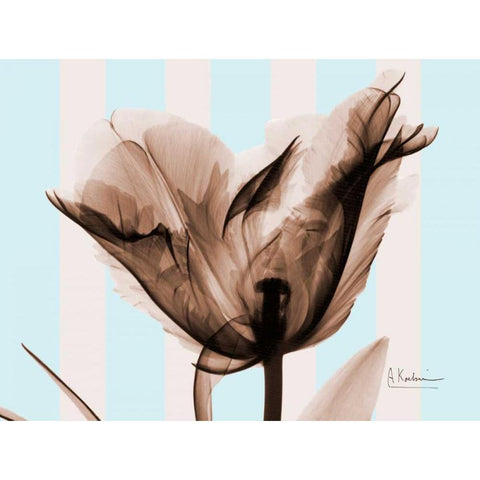 Single Tulip Brown on Blue Black Modern Wood Framed Art Print with Double Matting by Koetsier, Albert