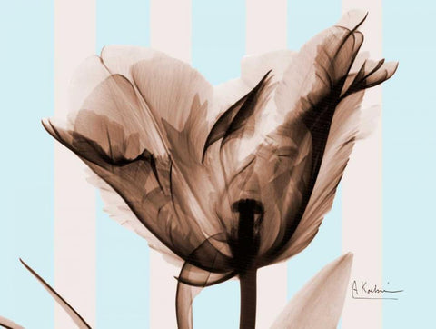 Single Tulip Brown on Blue Black Ornate Wood Framed Art Print with Double Matting by Koetsier, Albert