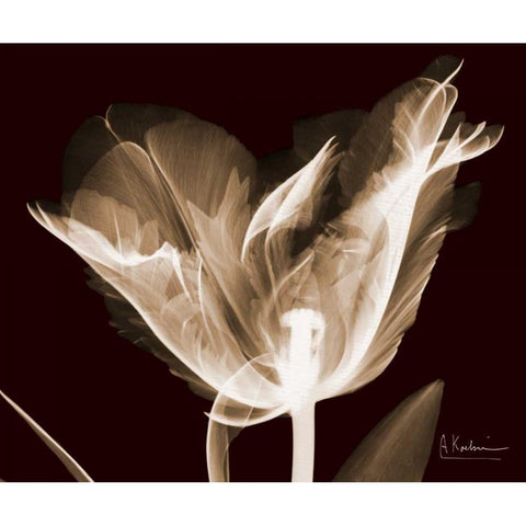 Single Tulip Brown on Red White Modern Wood Framed Art Print by Koetsier, Albert