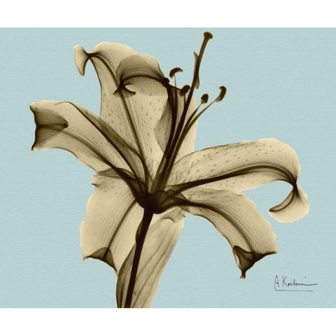 Single Lily Brown on Blue Black Modern Wood Framed Art Print with Double Matting by Koetsier, Albert