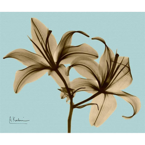 Double Lilies Brown on Blue White Modern Wood Framed Art Print by Koetsier, Albert