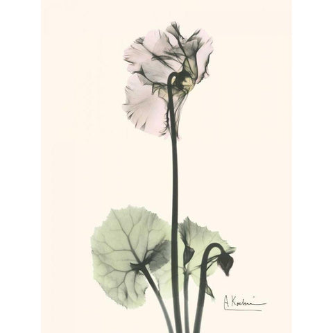 Single Cyclamen Black Modern Wood Framed Art Print with Double Matting by Koetsier, Albert