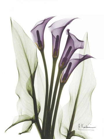 Calla Lily Quad in Color Black Ornate Wood Framed Art Print with Double Matting by Koetsier, Albert