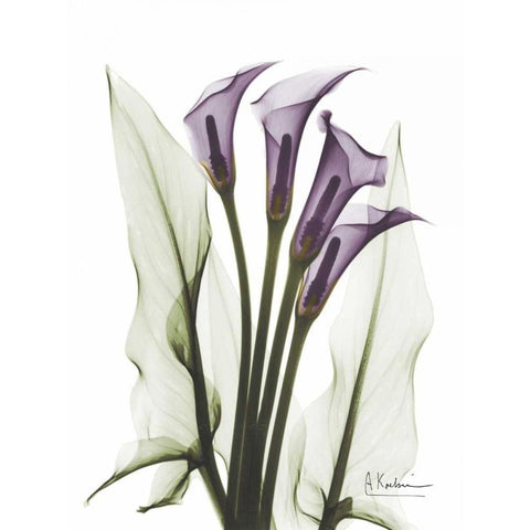 Calla Lily Quad in Color White Modern Wood Framed Art Print by Koetsier, Albert