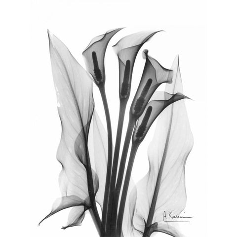 Calla Lily Quad in BandW Black Modern Wood Framed Art Print with Double Matting by Koetsier, Albert