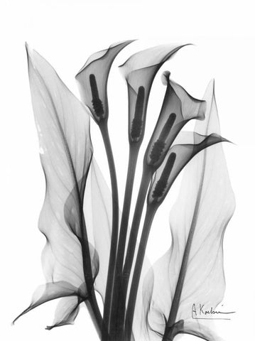 Calla Lily Quad in BandW Black Ornate Wood Framed Art Print with Double Matting by Koetsier, Albert