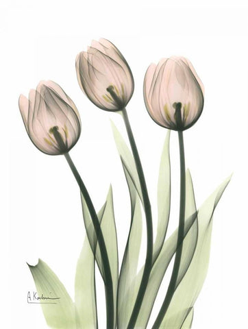 Three Pale Pink Tulips White Modern Wood Framed Art Print with Double Matting by Koetsier, Albert