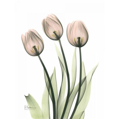 Three Pale Pink Tulips Black Modern Wood Framed Art Print with Double Matting by Koetsier, Albert