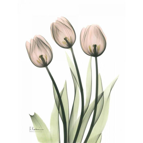 Three Pale Pink Tulips Gold Ornate Wood Framed Art Print with Double Matting by Koetsier, Albert