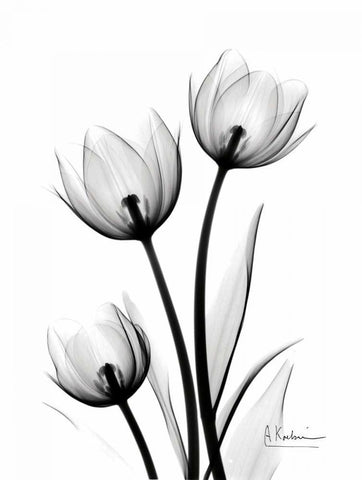 Tulips High Contrast White Modern Wood Framed Art Print with Double Matting by Koetsier, Albert