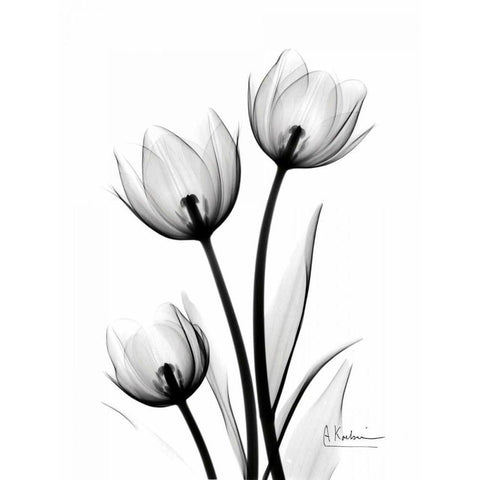 Tulips High Contrast White Modern Wood Framed Art Print by Koetsier, Albert