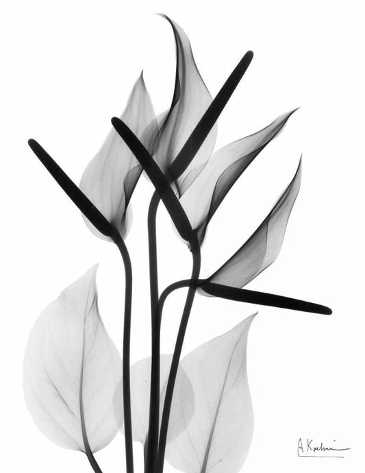 Image Only