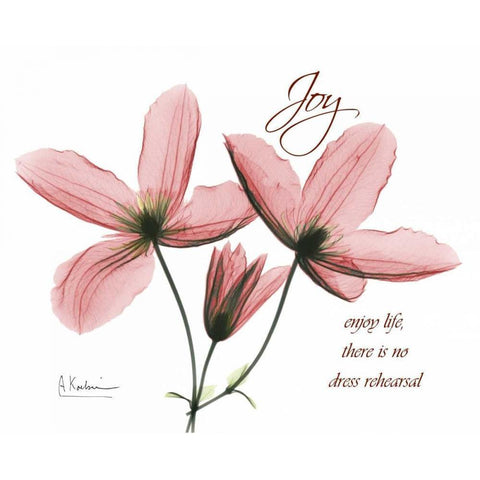 Clematis - Joy White Modern Wood Framed Art Print by Koetsier, Albert