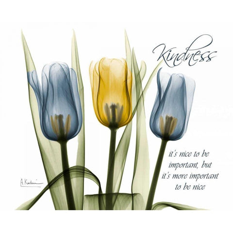 Tulip - Kindness White Modern Wood Framed Art Print by Koetsier, Albert