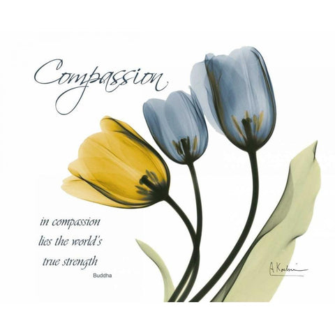 Tulip - Compassion White Modern Wood Framed Art Print by Koetsier, Albert