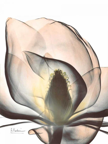 Magnolia Close Up White Modern Wood Framed Art Print with Double Matting by Koetsier, Albert