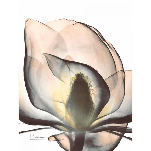 Magnolia Close Up White Modern Wood Framed Art Print by Koetsier, Albert