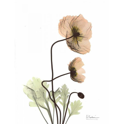 Iceland Poppy in Color White Modern Wood Framed Art Print by Koetsier, Albert