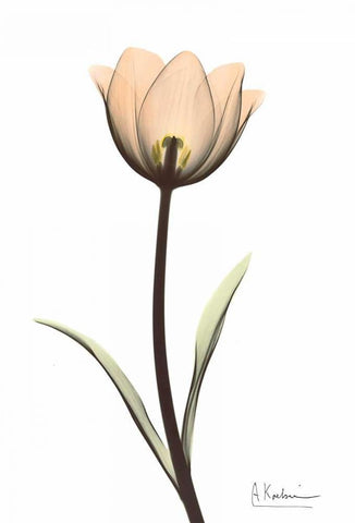 Tulip in Full Color White Modern Wood Framed Art Print with Double Matting by Koetsier, Albert