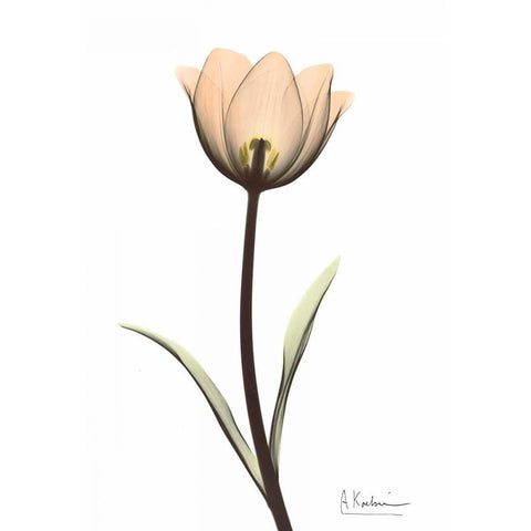 Tulip in Full Color White Modern Wood Framed Art Print by Koetsier, Albert