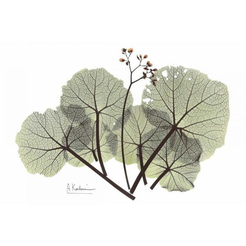 Begonia in Green Black Modern Wood Framed Art Print with Double Matting by Koetsier, Albert